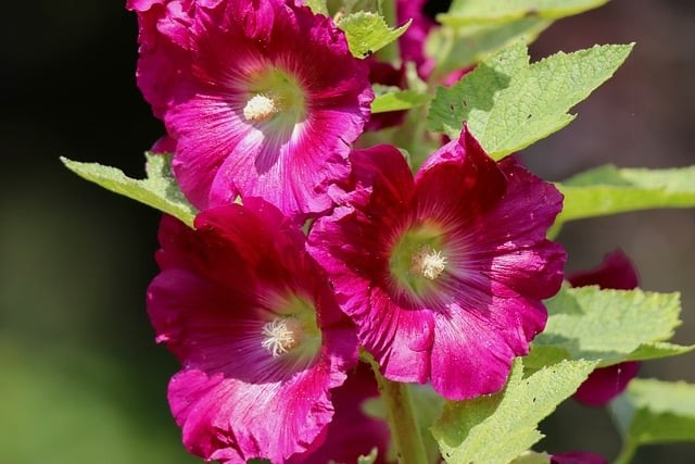 四川單招民辦醫(yī)學(xué)院