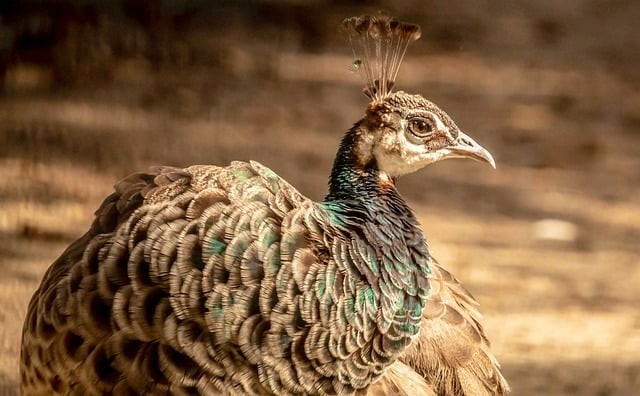 成都市希望職業(yè)學(xué)校2025年招生錄取分?jǐn)?shù)線 成都市希望職業(yè)學(xué)校2025年招生錄取分?jǐn)?shù)線