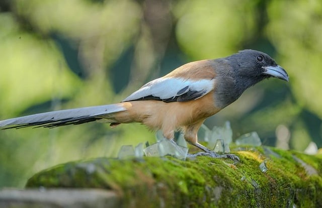 四川單招最好吃的食堂