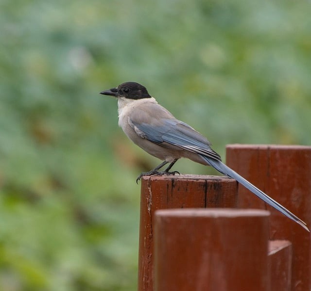 四川?？茊握袕?fù)讀班