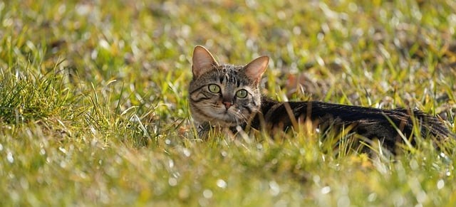四川單招最高加分多少