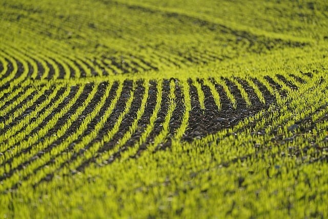 四川單招升學(xué)姜老師