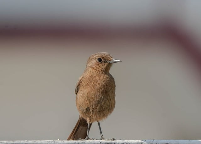 四川單招學校公辦名單