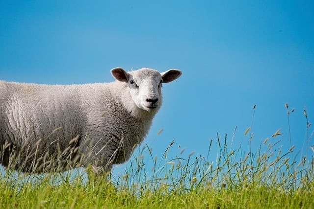 四川單招介紹學(xué)校的書