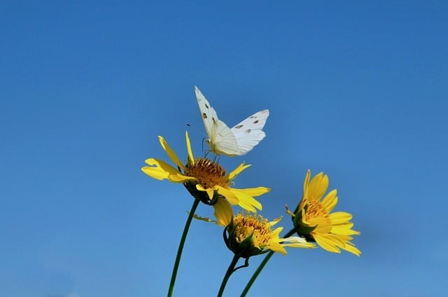 四川升學(xué)規(guī)劃單招攻略 四川升學(xué)規(guī)劃單招攻略