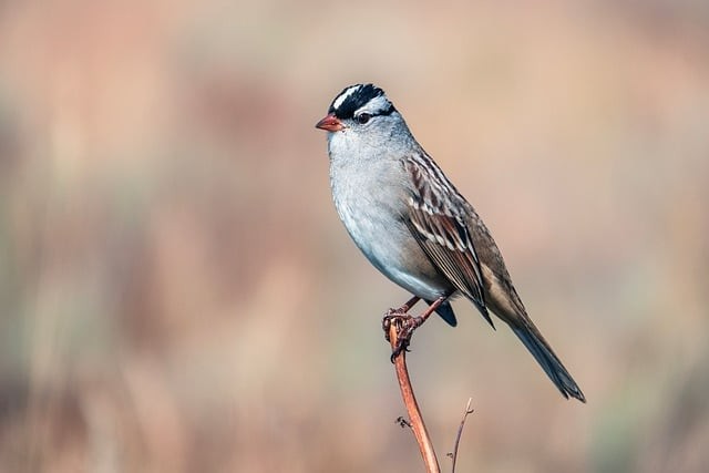 單招四川學校 分數(shù)線