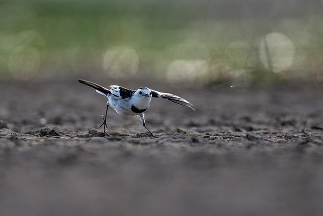 重慶市工商學(xué)校2025年招生對象 重慶市工商學(xué)校2025年招生對象