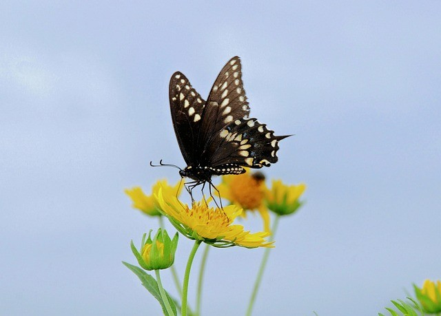 四川單招個(gè)人怎么報(bào)名的 四川單招個(gè)人怎么報(bào)名的