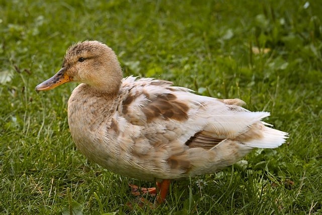 四川內(nèi)單招的大專院校 四川內(nèi)單招的大專院校