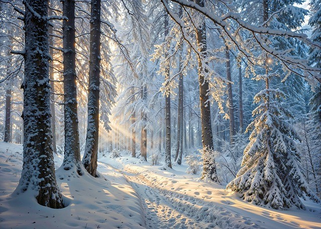 2026單招最新規(guī)定四川 2026單招最新規(guī)定四川