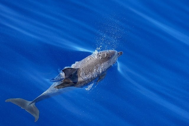 四川單招雙高有哪些專業(yè)