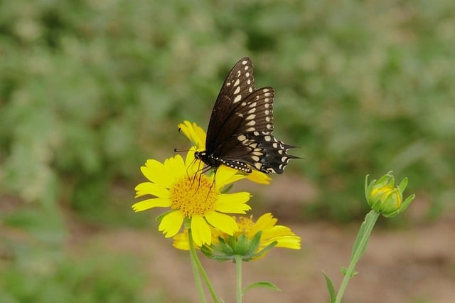 四川25年單招分?jǐn)?shù)線