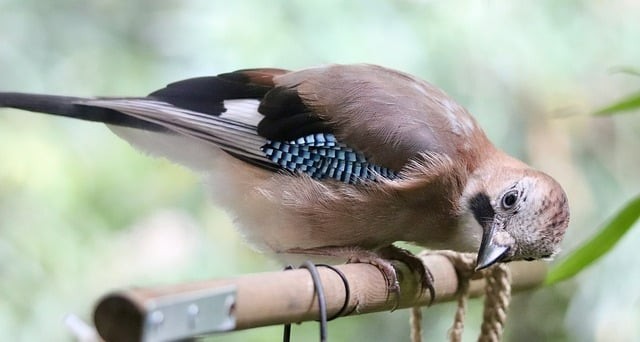 四川單招400分專(zhuān)業(yè)