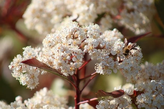 四川單招最高加分多少