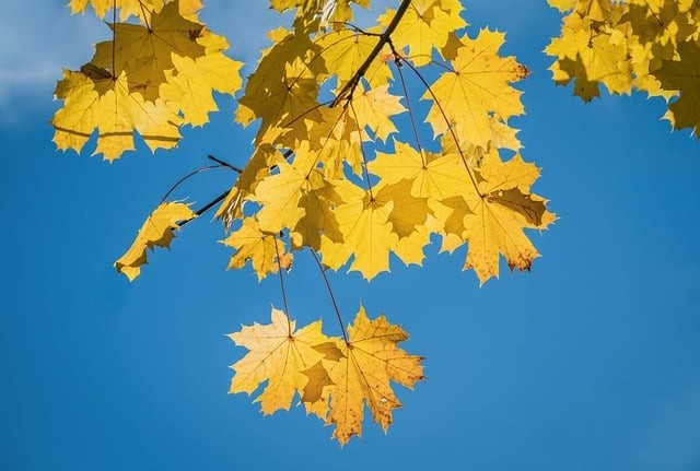 四川省師范大學(xué)實(shí)驗(yàn)外國(guó)語(yǔ)學(xué)校辦學(xué)特色