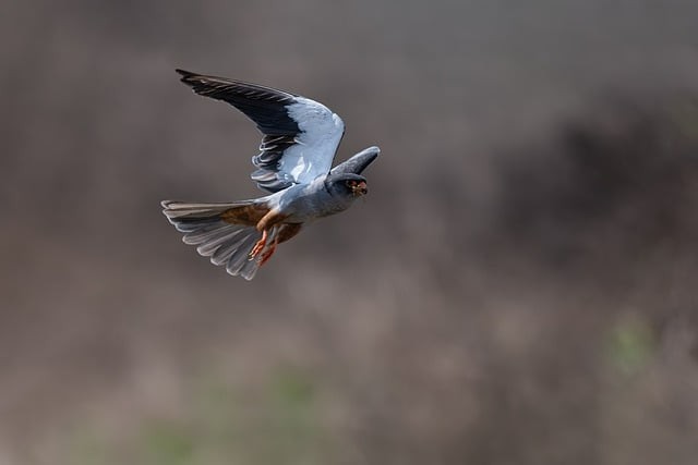 四川單招學(xué)校低分推薦