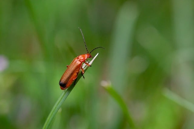 自貢飛魚職業(yè)學(xué)校2025年招生錄取分?jǐn)?shù)線