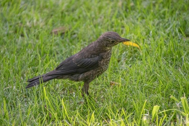 四川單招各校排名