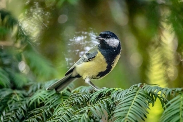 四川單招怎么查詢地址 四川單招怎么查詢地址