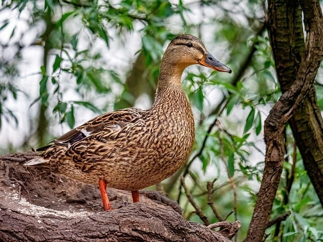 四川單招普高單招位次