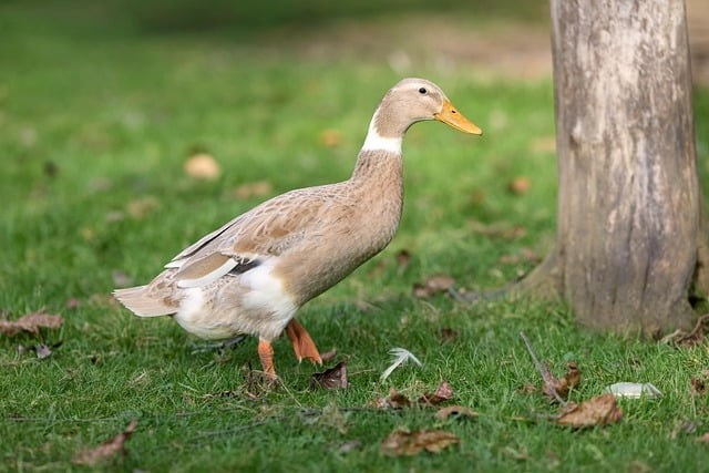 2026年單招復(fù)讀四川 2026年單招復(fù)讀四川