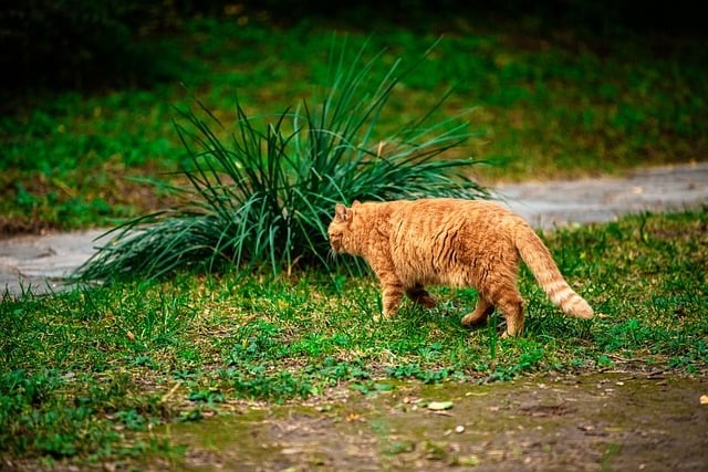 四川單招25年招生計劃