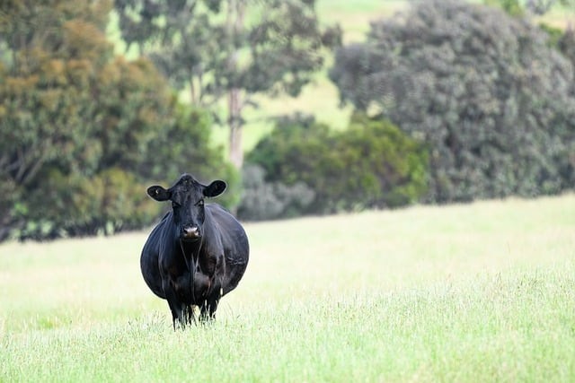 四川單招學(xué)校專業(yè)名單表 四川單招學(xué)校專業(yè)名單表