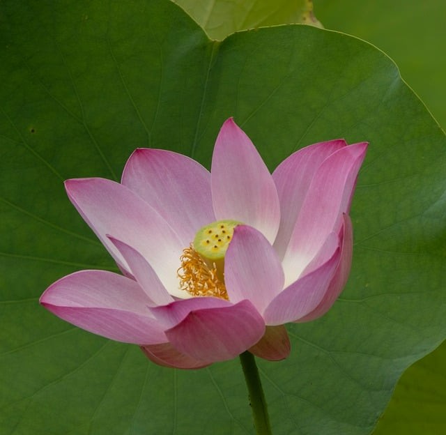 四川單招報名教學視頻